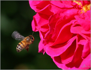 Macros and garden 2008 photo