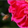 Netgarden > Macros and garden 2008 photo