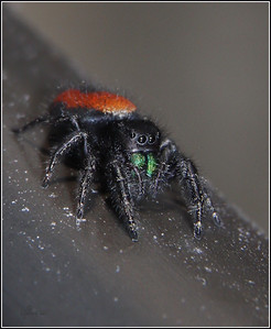 Netgarden > Beach spider