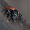 Netgarden > Beach spider