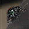 Netgarden > sandy jumping spider