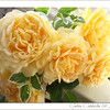 Netgarden > My favorite rose.