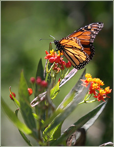 Macros and garden 2008 photo