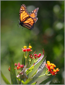 Macros and garden 2008 photo