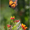 Netgarden > Macros and garden 2008 photo