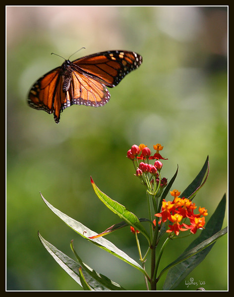 Netgarden > Macros and garden 2008 photo