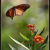 Netgarden > Macros and garden 2008 photo