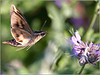 Netgarden > Moth in flight