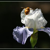 Netgarden > Macros and garden 2008 photo