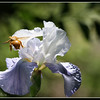 Netgarden > Macros and garden 2008 photo