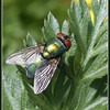 Netgarden > Macros and garden 2008 photo