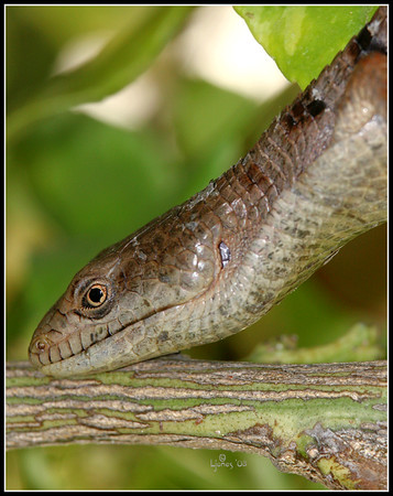 Netgarden > Macros and garden 2008 photo