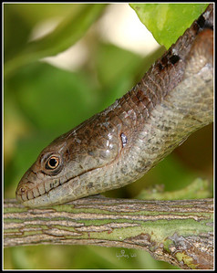 Macros and garden 2008 photo