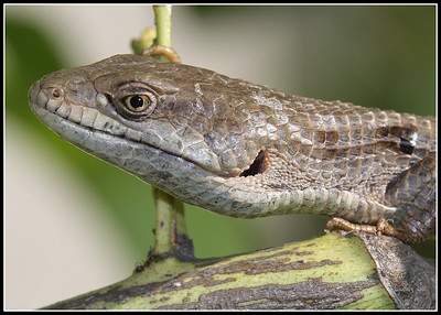  > Garden Lizard rescued from my cat. They just crawlinto your warm hand. I've rescued 4 now. ;~)
