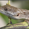 Netgarden > Garden Lizard rescued from my cat. They just crawlinto your warm hand. I've rescued 4 now. ;~)