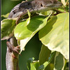 Netgarden > Macros and garden 2008 photo