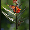 Netgarden > Macros and garden 2008 photo