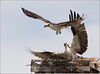 Netgarden > Ospreys and Ibis 2008 photo