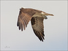Netgarden > Ospreys and Ibis 2008 photo