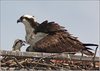 Netgarden > Ospreys and Ibis 2008 photo