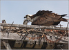 Netgarden > Ospreys and Ibis 2008 photo