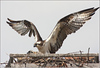 Netgarden > Ospreys and Ibis 2008 photo