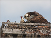Netgarden > Ospreys and Ibis 2008 photo