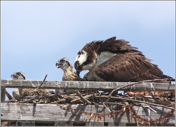 Netgarden > Ospreys and Ibis 2008 300f4 photo