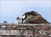 Netgarden > Ospreys and Ibis 2008 photo