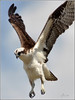 Netgarden > Ospreys and Ibis 2008 photo