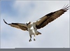 Netgarden > Ospreys and Ibis 2008 photo