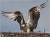 Netgarden > Ospreys and Ibis 2008 photo