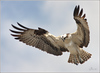 Netgarden > Ospreys and Ibis 2008 photo