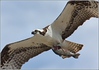 Netgarden > Ospreys and Ibis 2008 photo