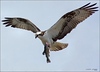 Netgarden > Ospreys and Ibis 2008 photo