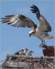 Netgarden > He caught his foot on nest pile. I love the way they are looking at him, like "what the heck are you doing?" lol