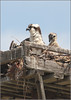 Netgarden > Ospreys and Ibis 2008 photo
