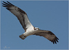 Netgarden > Ospreys and Ibis 2008 photo
