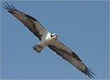 Netgarden > Ospreys and Ibis 2008 photo