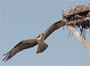 Netgarden > Ospreys and Ibis 2008 photo