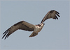 Netgarden > Ospreys and Ibis 2008 photo