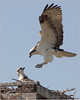 Netgarden > Ospreys and Ibis 2008 photo