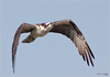Netgarden > Ospreys and Ibis 2008 photo