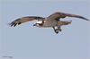 Netgarden > Ospreys and Ibis 2008 photo
