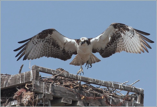 Netgarden > Ospreys and Ibis 2008 300f4 photo