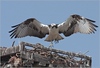 Netgarden > Ospreys and Ibis 2008 photo