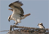 Netgarden > Ospreys and Ibis 2008 photo