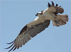 Ospreys and Ibis 2008 : Spring in Orange County