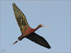 Netgarden > White faced Ibis in flight. Irvine Ponds.