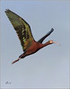 Netgarden > Ospreys and Ibis 2008 photo